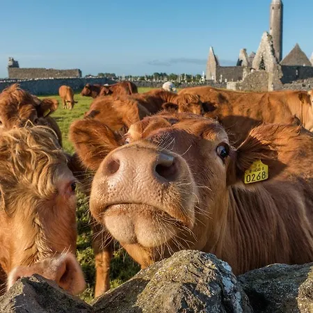 Alojamento de Acomodação e Pequeno-almoço Naomh Colman 4*